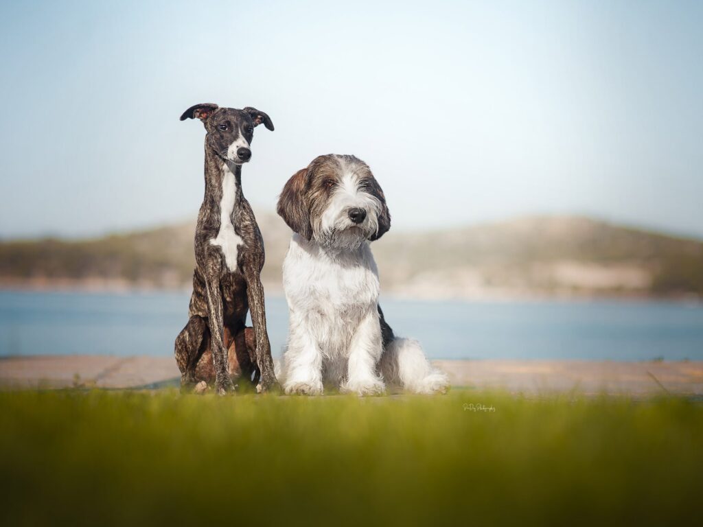 Gestromter Whippet und Petit Basset Griffon Vendéen sitzen nebeneinander an der Küste