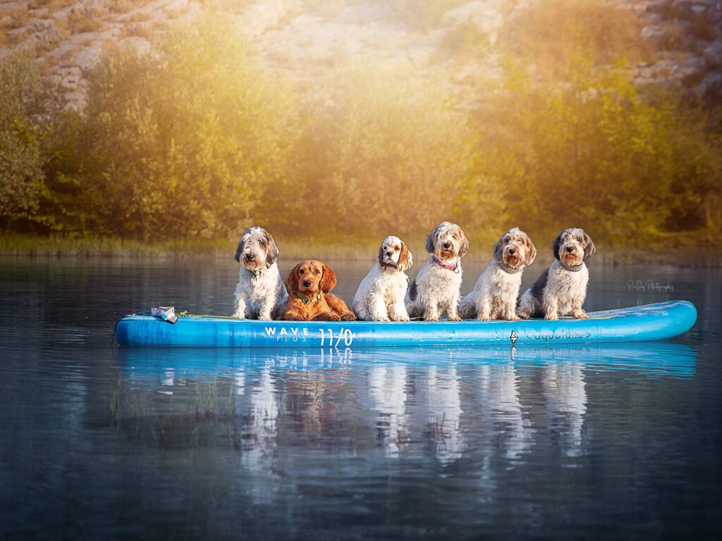 Sechs Hunde – Petits Bassets Griffons Vendéens, Bassets Fauves de Bretagne und ein American-Cocker-Welpe – auf einem Stand-up-Paddle-Board am See