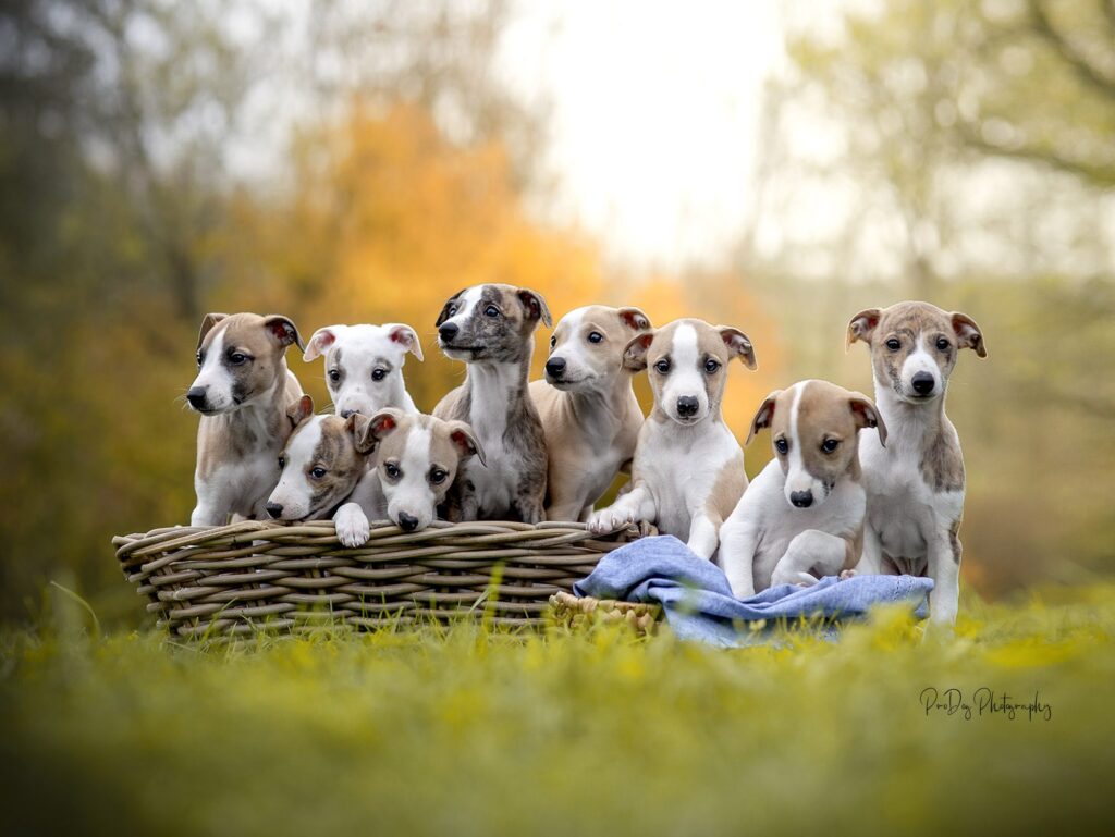 Ein Wurf Whippet-Welpen schaut aus einem Weidenkorb auf der Wiese